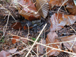 Verse dassenpoep in een mestputje, in het perceel waar de omheinde dierenbegraafplaats is gepland. Foto van 30 december 2017.
