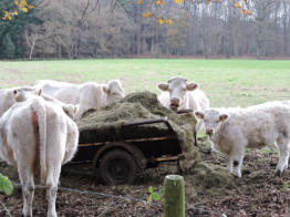 Weiland Overbosch is vele jaren beweid door koeien. Hun mest en gevallen voer zijn voedsel voor bodemfauna, zoals regenwormen. Daar lust de dassenclan wel pap van.